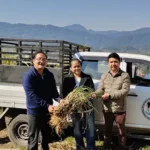 ICAR supports farmers in establishing fodder plots for mithuns