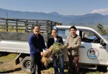 ICAR supports farmers in establishing fodder plots for mithuns