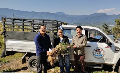 ICAR supports federation in establishing fodder plots for mithuns