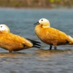 Migratory birds flocking to D’Ering Wildlife Sanctuary