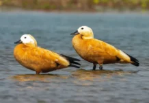 Migratory birds flocking to D’Ering Wildlife Sanctuary