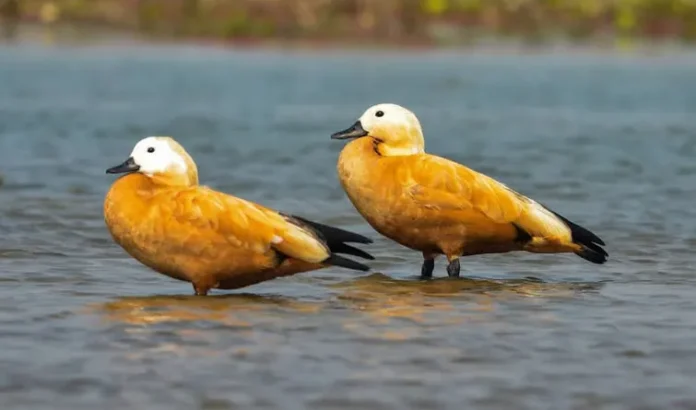 Migratory birds flocking to D'Ering Wildlife Sanctuary