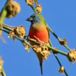 Pin-tailed parrotfinch sighted for first time in Arunachal