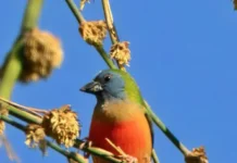 Pin-tailed parrotfinch sighted for first time in Arunachal