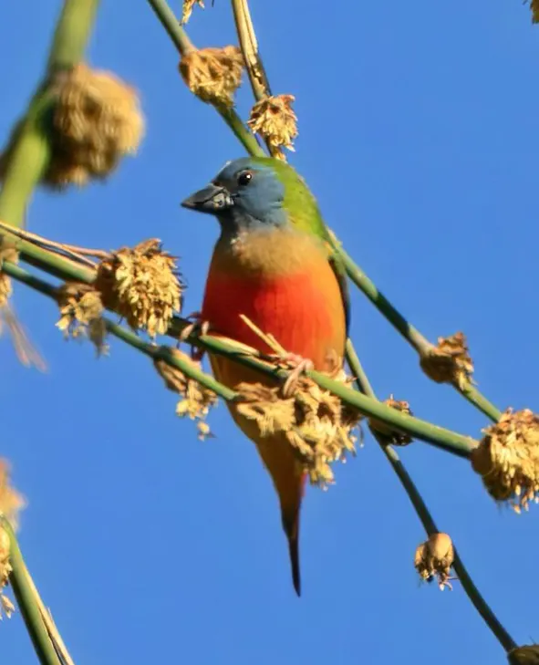 Pin-tailed parrotfinch sighted for first time in Arunachal