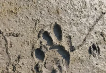 Royal Bengal tiger pugmarks spotted in Jonai RF