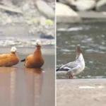 Bichom emerges as a safe haven for migratory birds