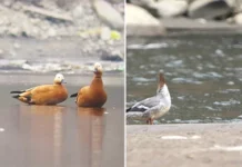 Bichom emerges as a safe haven for migratory birds