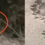 DFO issues public advisory following leopard sighting