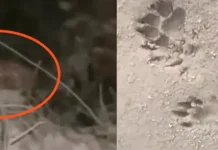 DFO issues public advisory following leopard sighting