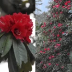 Early rhododendron bloom in EWS signals ecological shift