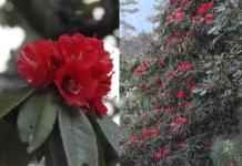 Early rhododendron bloom in EWS signals ecological shift