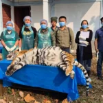 Tigress found dead in Mayudia area