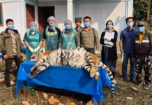Tigress found dead in Mayudia area