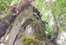 Expedition to indigenous heritage site undertaken