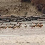 Greylag flock recorded in Bichom