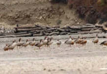 Greylag flock recorded in Bichom