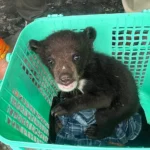 Himalayan black bear cub rescued