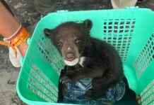 Himalayan black bear cub rescued