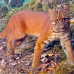 Survey reveals rich small cat biodiversity in Shergaon