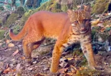 Survey reveals rich small cat biodiversity in Shergaon