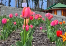 Tulips bloom in Anini, opening new horizons for floriculture and tourism