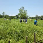 Drive against illegal cannabis plantations carried out in E/Siang villages