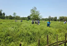 Drive against illegal cannabis plantations carried out in E/Siang villages