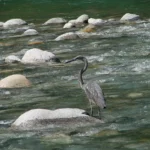 Experts meet to plan conservation of critically endangered White-Bellied Heron