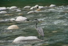 Experts meet to plan conservation of critically endangered White-Bellied Heron