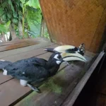 Mirror illusion triggers rare hornbill behaviour