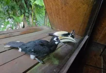 Mirror illusion triggers rare hornbill behaviour