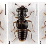 New rove beetle species discovered from Arunachal