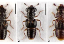 New rove beetle species discovered from Arunachal
