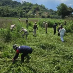 Police destroy wild cannabis plants in Pakke Kessang