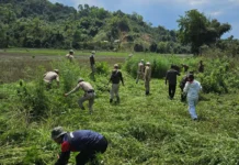 Police destroy wild cannabis plants in Pakke Kessang