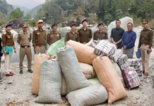 Police dispose huge cache of seized cannabis