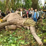 Rogue elephants responsible for deaths captured