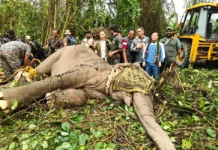 Rogue elephants responsible for deaths captured