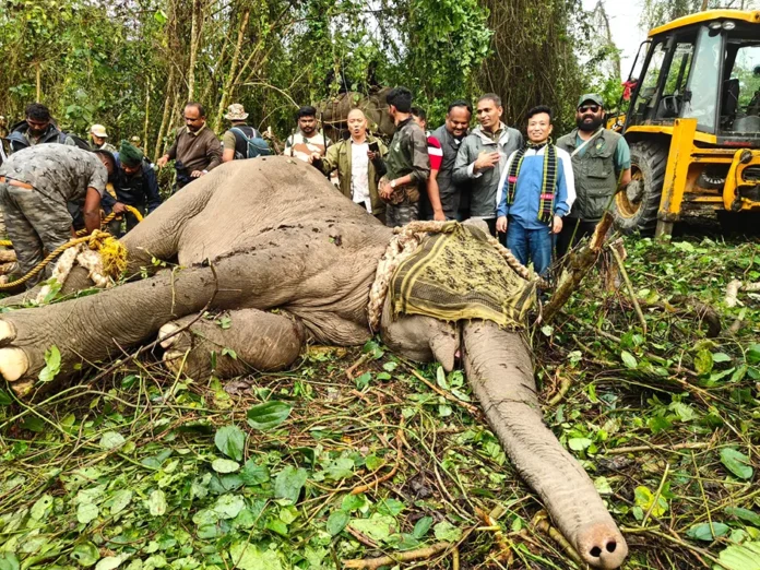 Rogue elephants responsible for deaths captured