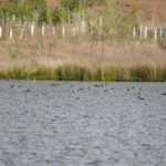Siikhe Lake: A growing haven for migratory birds