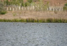 Siikhe Lake: A growing haven for migratory birds