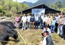 Yaks reintroduced in Shi-Yomi dist