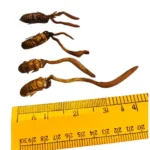 High-value Cordyceps mushroom discovered in E/Siang