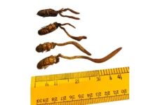 High-value Cordyceps mushroom discovered in E/Siang