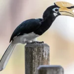 Rare hornbill spotted in Pasighat