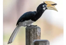 Rare hornbill spotted in Pasighat