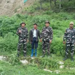 SSB, police destroy wild cannabis