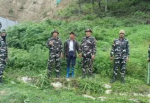 SSB, police destroy wild cannabis